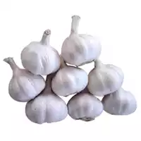 Garlic Premium